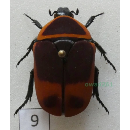 Pachnoda marginata peregrina Kolbe, 1906 ex. ovo Czad9